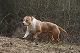 AMSTAFF ADULT 301